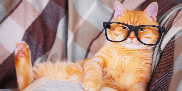 150 nombres divertidos para gatos que puedes ponerle a tu nueva mascota