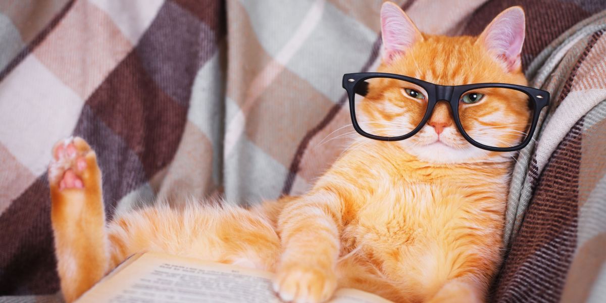 Gato con gafas para leer, absorto en un libro, simbolizando una escena caprichosa e intelectual.