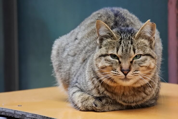 Un gato de orejas neutras y expresión serena, ni particularmente alerta ni relajado, manteniendo un aire de tranquila atención.