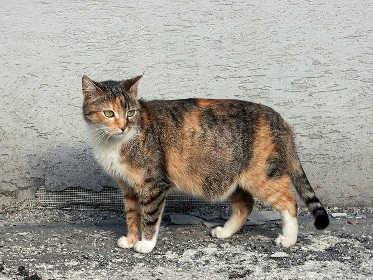 Una gata embarazada, que muestra los signos del embarazo felino.