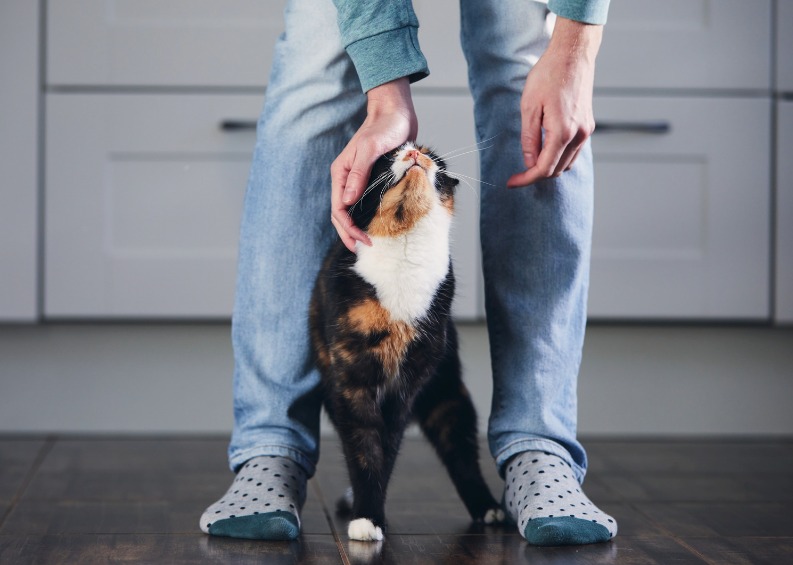 Comportamiento y comunicación del gato.