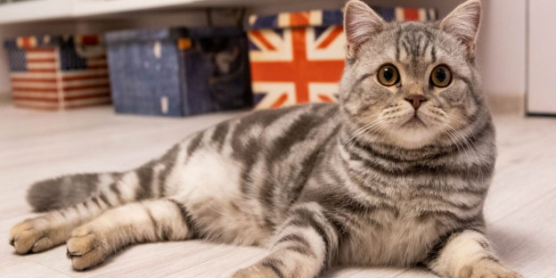 Los 145 mejores nombres para gatos británicos: nuestras mejores opciones para tu gato con significados