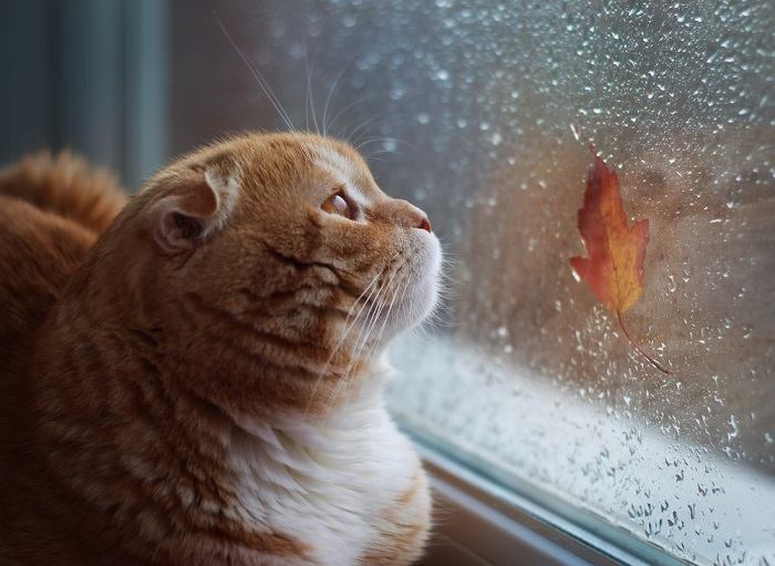 Una escena serena que presenta un gato cómodamente ubicado en medio de la naturaleza, con las orejas erguidas para capturar los sonidos calmantes de los alrededores.