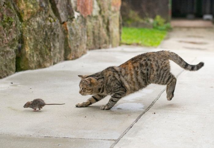 Imagen que destaca cómo las vocalizaciones de los gatos pueden imitar sonidos similares a los de sus presas, lo que subraya sus instintos de caza y sus métodos de comunicación.