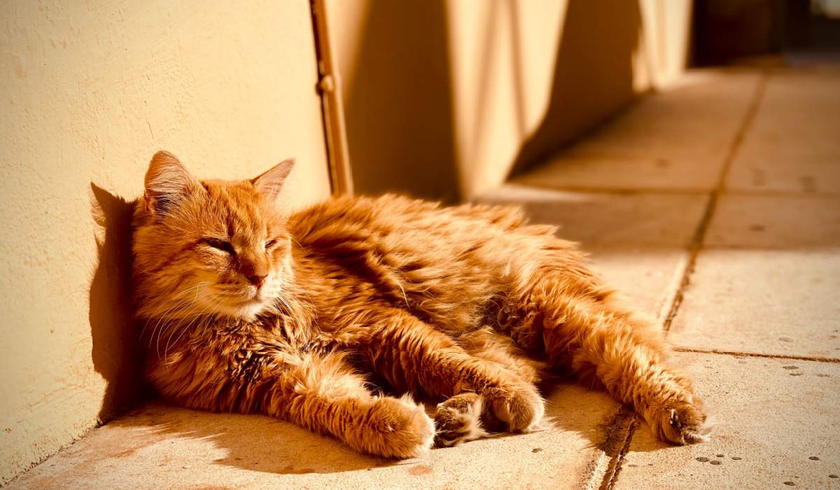 Gato tomando el sol, tumbado cómodamente y disfrutando de un baño de sol.