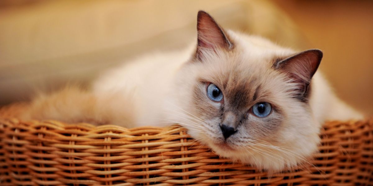 Gracioso gato blanco con fascinantes ojos azules.