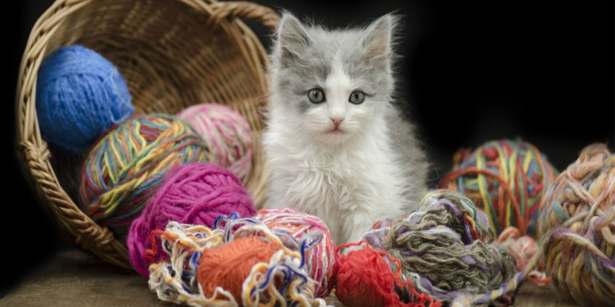 Fascinante imagen que representa la fascinación de un gato por una cuerda.