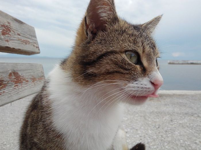 Encantadora imagen de un gato con una pose juguetona de "blep", con la lengua adorablemente afuera, capturando un momento caprichoso y lindo.