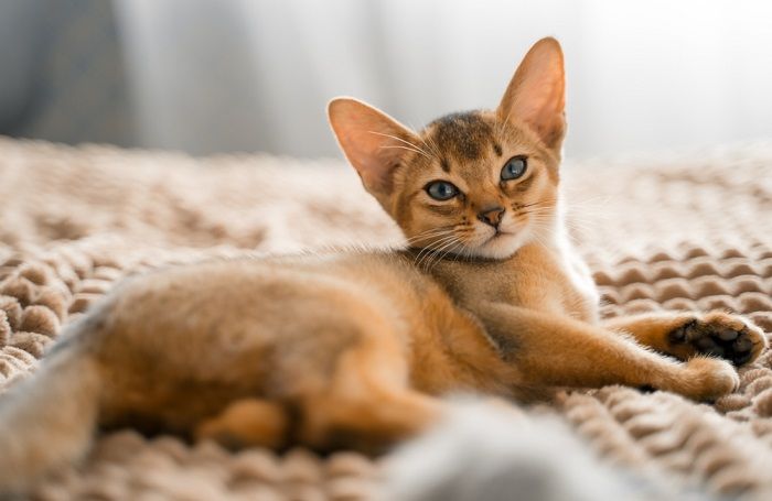 Gato marrón que muestra su apariencia cálida y acogedora.