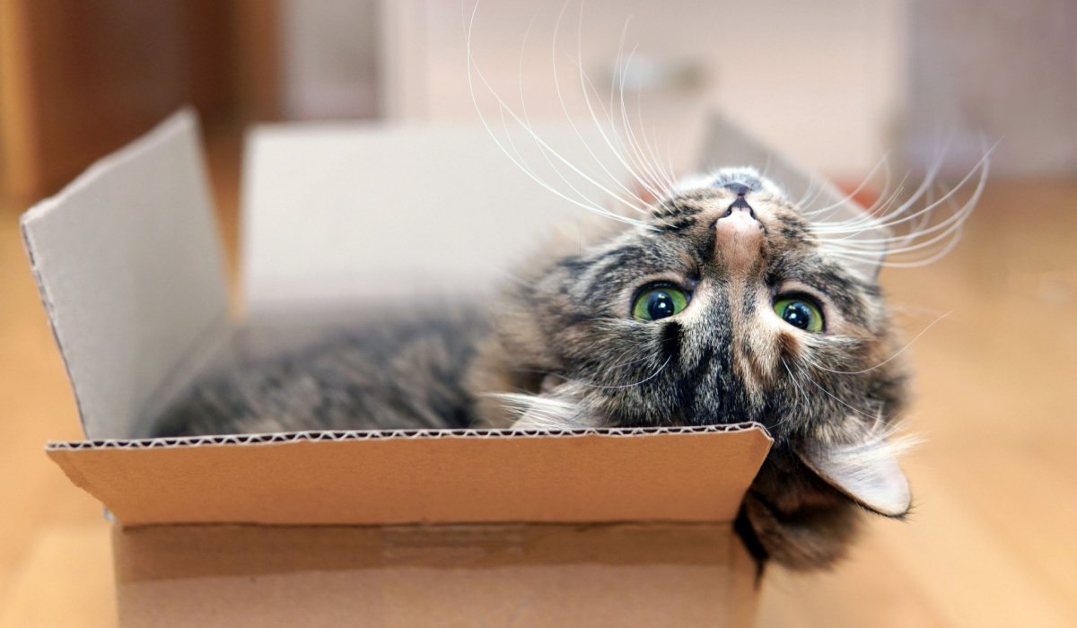 Imagen que captura a un gato jugando alegremente con una caja de cartón, demostrando su entusiasmo por las formas simples y creativas de entretenimiento.