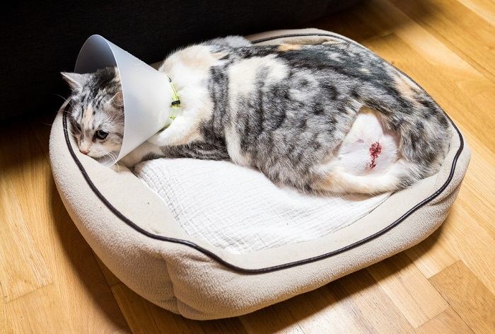 Imagen que muestra a un gato en recuperación después de una cirugía con una herida en la pata.