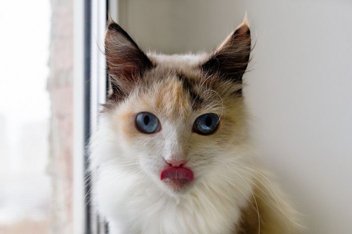 Imagen de un gato capturado en un encantador momento 'blep', con la lengua afuera juguetonamente, agregando un toque de ternura a su expresión.