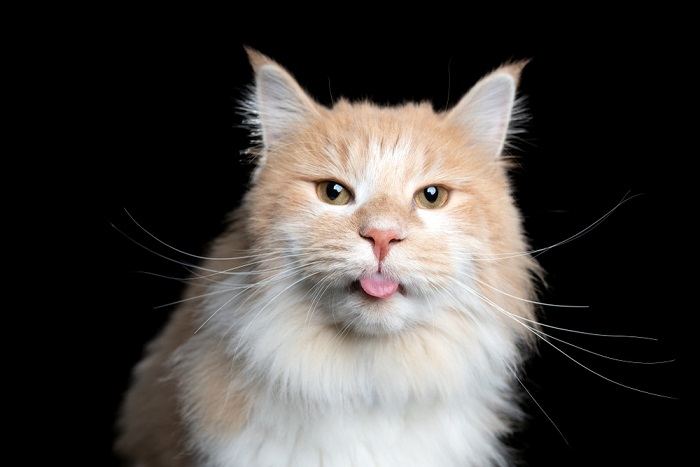 Cautivadora imagen de un gato en pose de 'blep', con su lengua sobresaliendo de manera encantadora, mostrando un comportamiento felino encantador y peculiar.