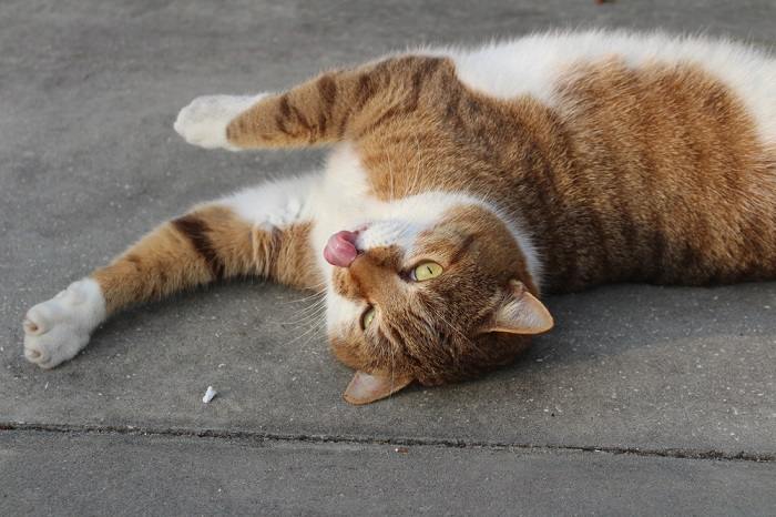 Encantadora imagen de un gato con expresión de 'blep' y con la lengua afuera de manera juguetona, capturando un momento encantador y caprichoso.