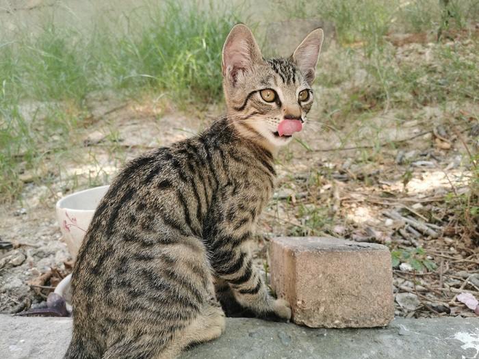 Imagen de un gato en una linda pose de 'blep', con su lengua afuera juguetonamente, mostrando un momento encantador y entrañable.