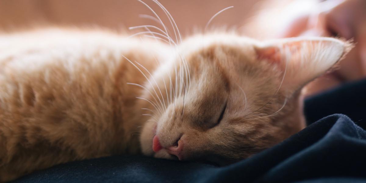 Encantadora imagen de un gato con un 'blep' (lengua que sobresale) mientras duerme, agregando un toque de ternura y humor a su tranquilo sueño.