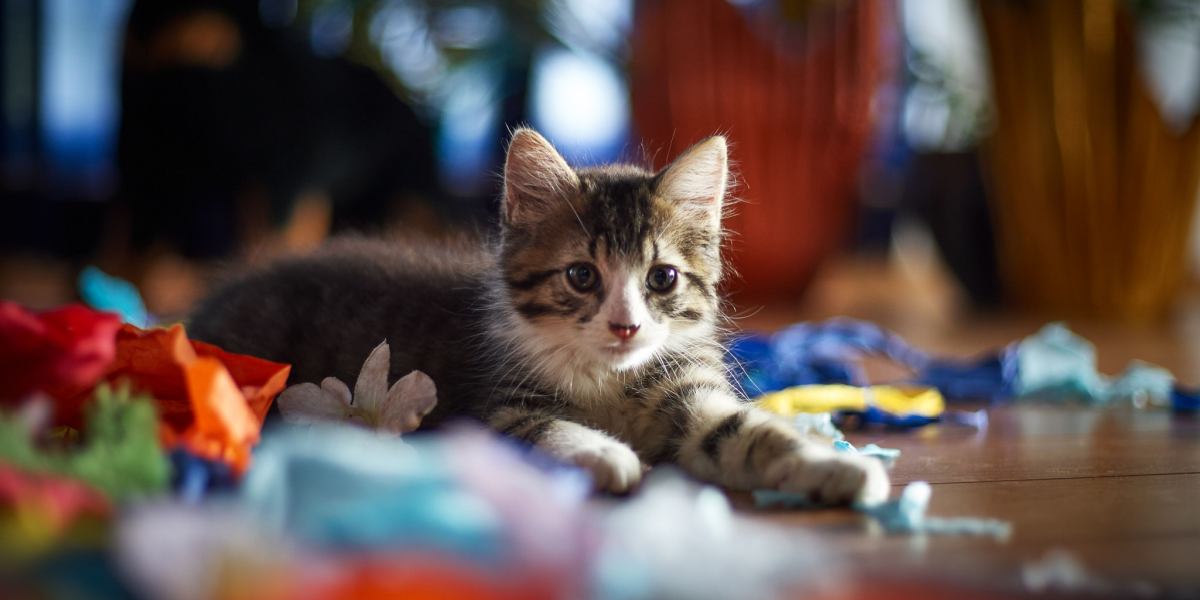 Una imagen capturada creativamente que presenta a un gato interactuando de forma divertida con papel de colores, mostrando la curiosidad innata del felino y su inclinación por explorar objetos cotidianos.