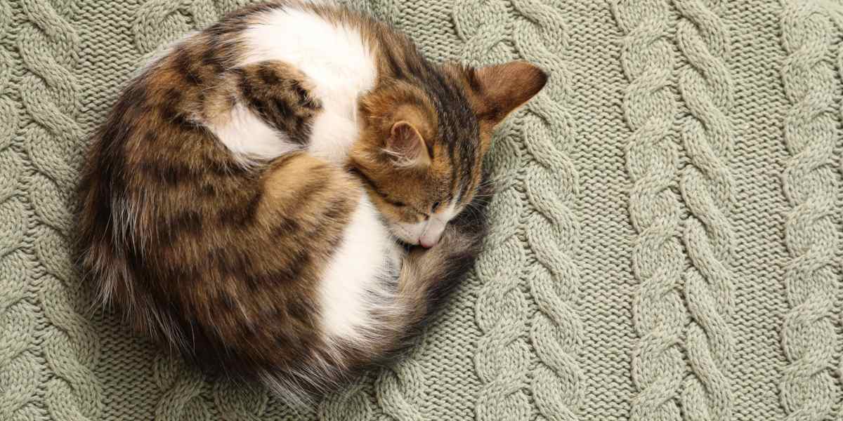 Imagen de un gato acurrucado en una bola mientras duerme, simbolizando una posición para dormir cómoda y segura.