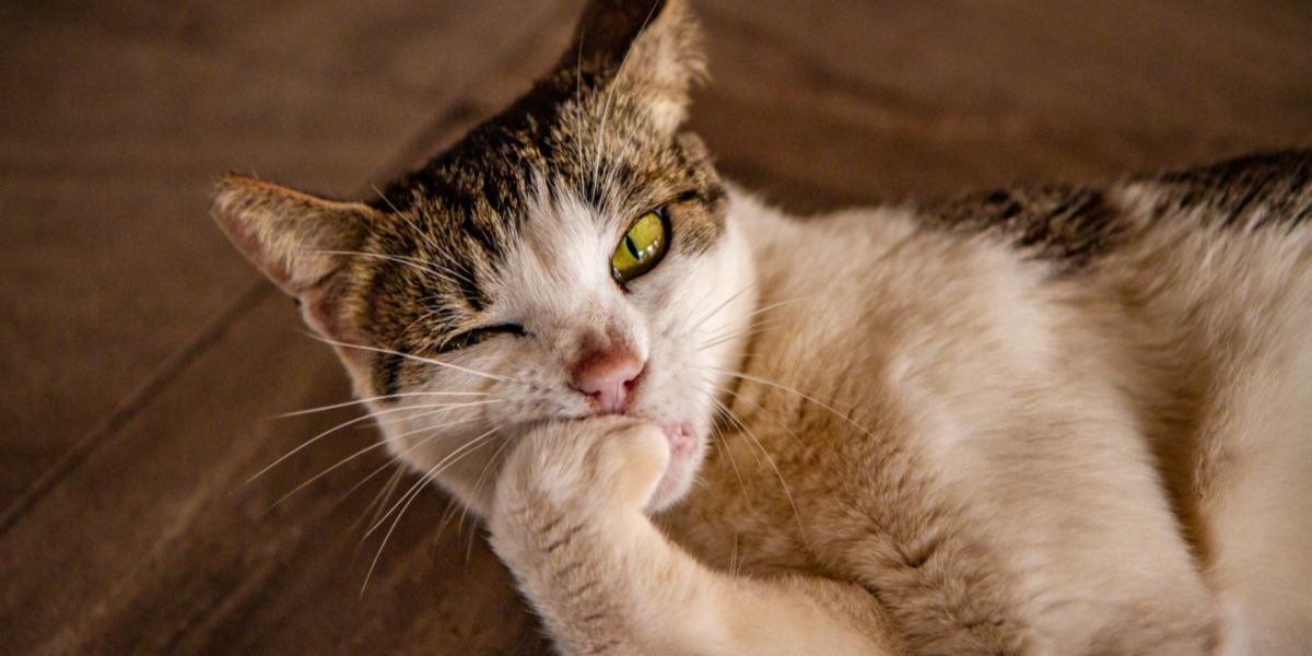 Gato comiéndose las uñas.