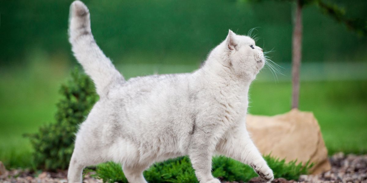 Colección de momentos cómicos de gatos capturados en varias etapas de desventuras lúdicas, resaltando su naturaleza encantadora y entrañable.