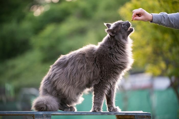 La hora de comer de un gato, mostrando la importancia de las comidas nutritivas en el cuidado felino.