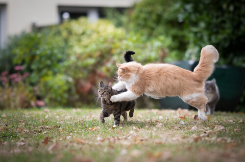 Una imagen intensa que representa a dos gatos en medio de una pelea, ilustrando un momento de potencial agresión y conflicto entre los individuos felinos.