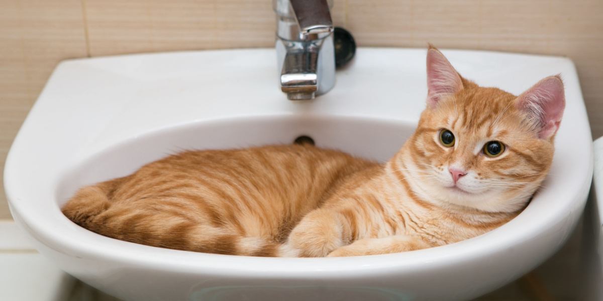 La imagen retrata a un gato explorando el entorno del baño, con su atención dirigida hacia el inodoro y el lavabo.