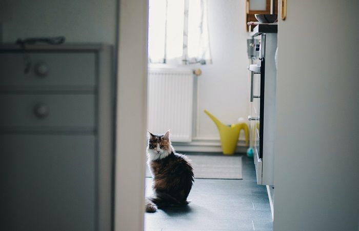 Un gato explorando casualmente el baño, exudando curiosidad mientras investiga su entorno, resaltando la naturaleza inquisitiva y aventurera de los compañeros felinos.