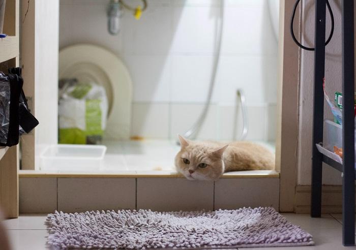 Un gato posado curiosamente en el lavabo del baño, cautivado por su entorno y mostrando su tendencia a encontrar lugares interesantes y poco convencionales para explorar.