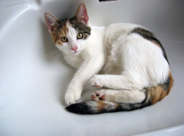 Un gato explorando con curiosidad el entorno del baño, lo que refleja su naturaleza inquisitiva e interés por descubrir nuevos rincones de su entorno.