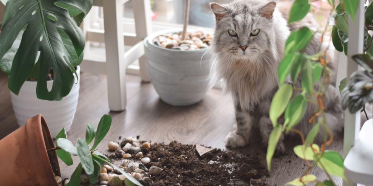 Gato juguetón que exhibe su naturaleza curiosa al tirar cosas de una superficie, mostrando una mezcla de travesuras y exploración.