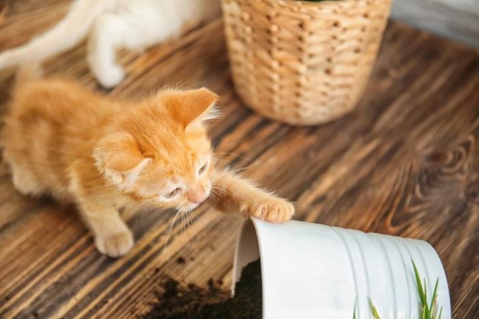 El gatito se acuesta en la planta de la casa