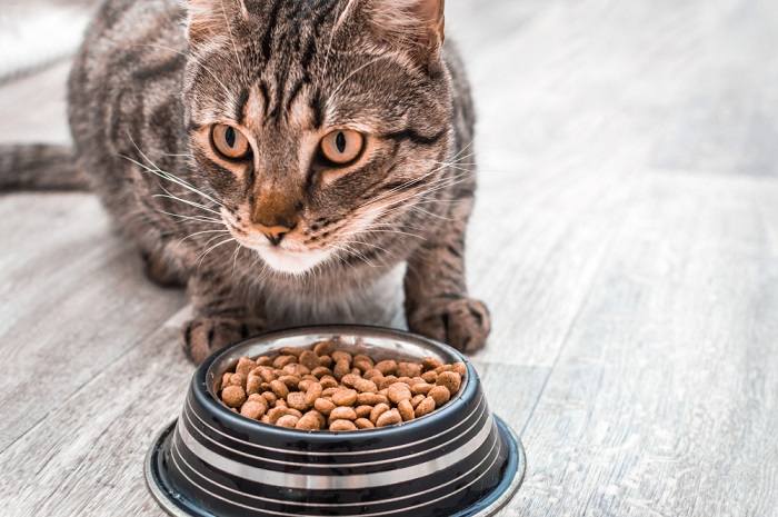 Gato mirando y comiendo.