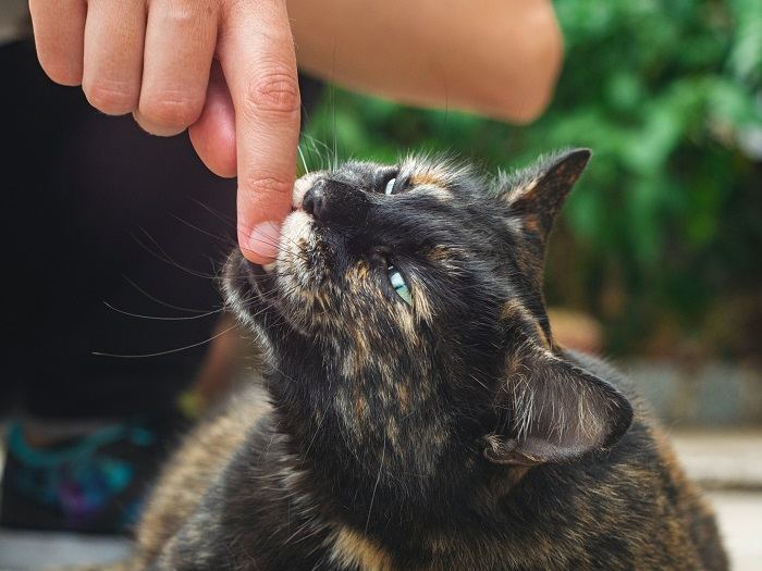 Un gato dando un mordisco amoroso, un gesto afectuoso que a menudo se ve en los vínculos y juegos felinos.