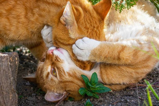 ¿Por qué los gatos se muerden el cuello unos a otros?