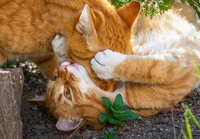 Cuello de gato jugando-comprimido