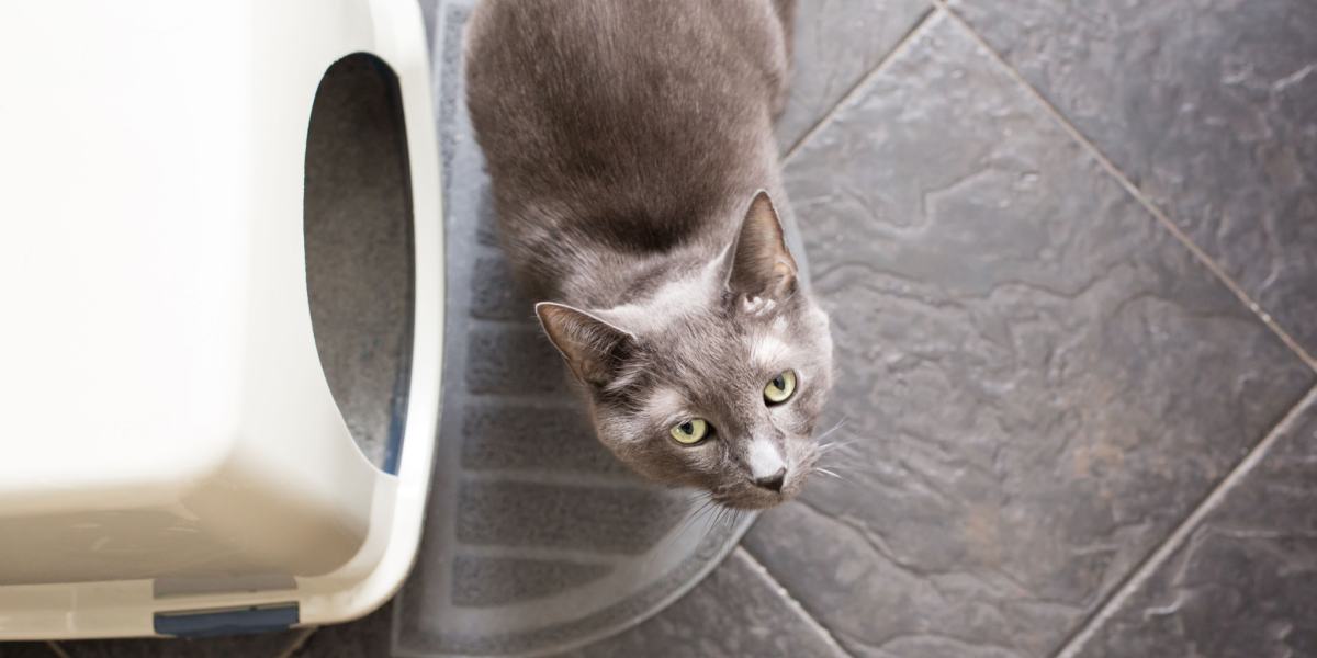 Gato al lado de una caja de arena.