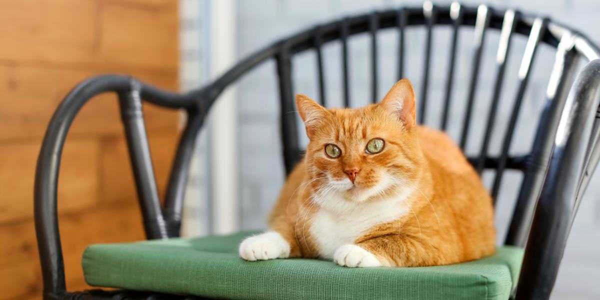 Gato posado en una silla.