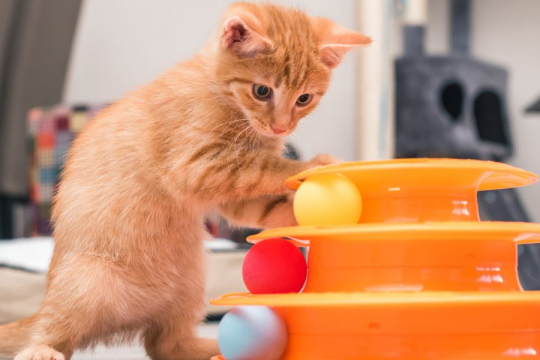 10 Mitos populares sobre los gatos desmentidos por un veterinario