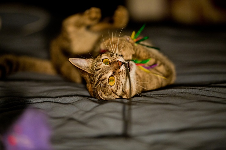 Gato juguetón que realiza travesuras nocturnas, saltando y arremetiendo con energía ilimitada al amparo de la oscuridad.