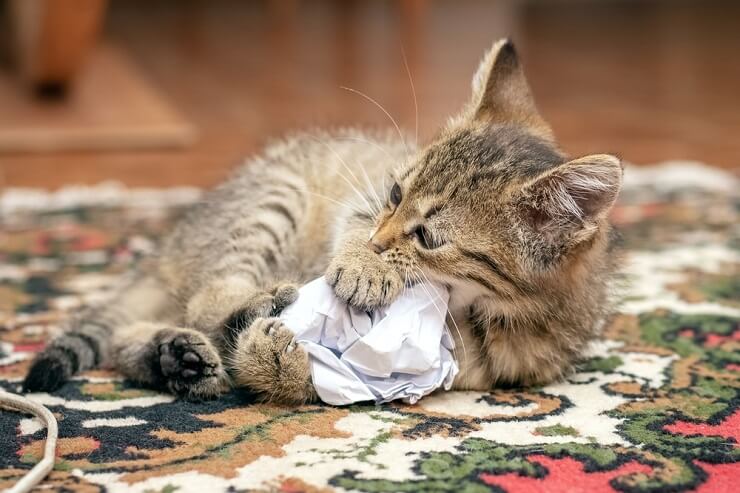 Un gato contento jugando, golpeando un trozo de papel arrugado con evidente deleite, ilustrando los placeres simples que cautivan la naturaleza juguetona de un gato.