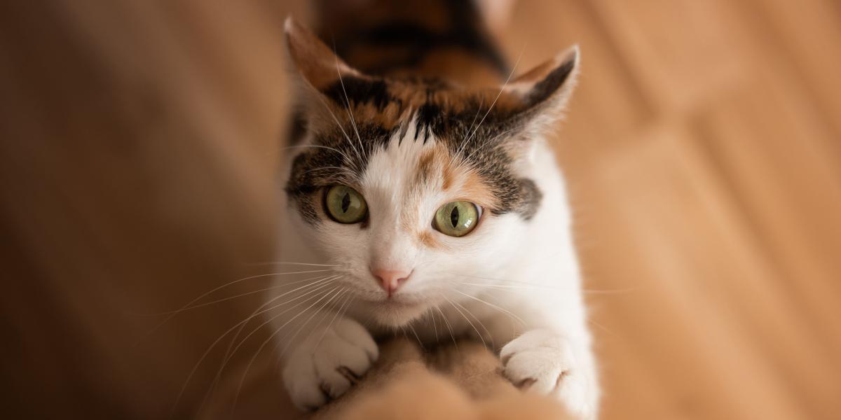 Gato con garras afuera aferrándose a algo