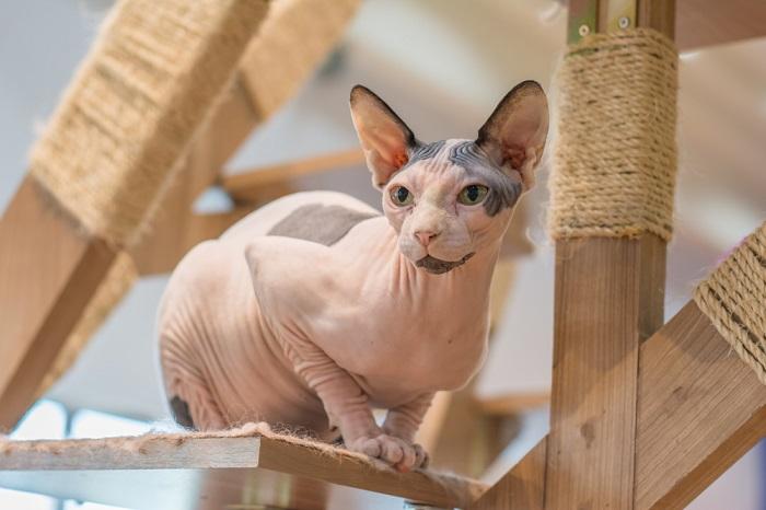 Imagen de un gato sentado en un árbol para gatos.