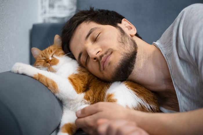 Gato durmiendo cómodamente la siesta.