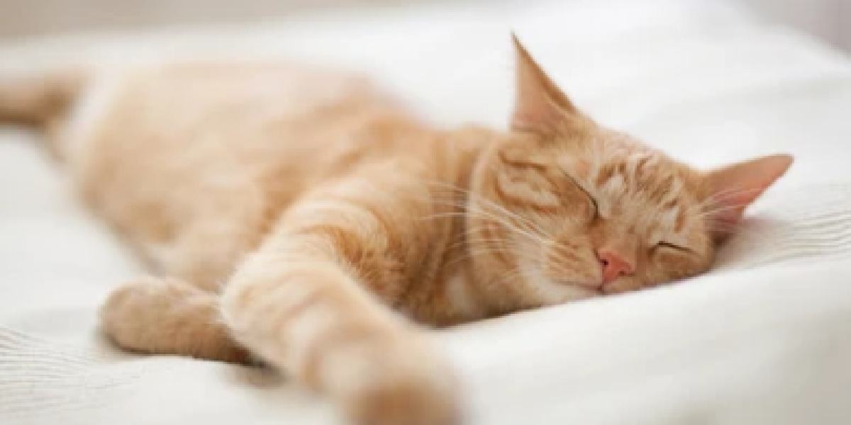 La imagen muestra a un gato disfrutando de una siesta tranquila, demostrando su comodidad y relajación durante el sueño.