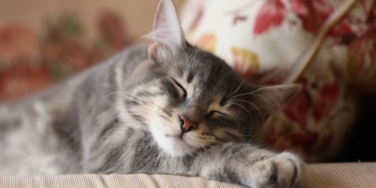 Imagen de un gato durmiendo pacíficamente, capturando un momento de serenidad y comodidad en su sueño.