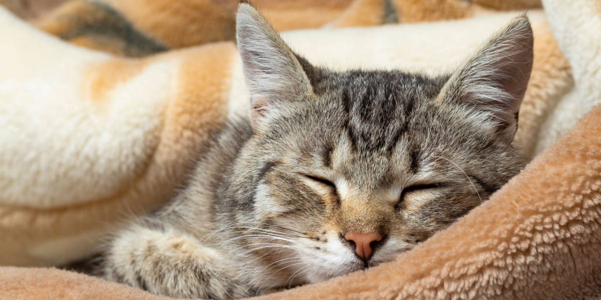 Imagen de un gato durmiendo pacíficamente entre los pliegues de una manta, capturando un momento de descanso sereno y acogedor.