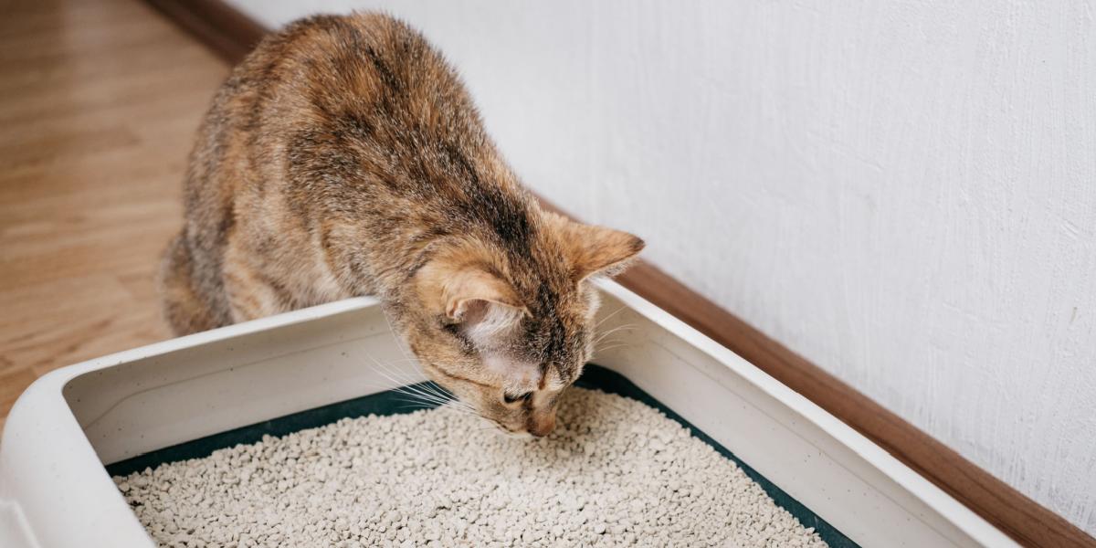 Una imagen que captura a un gato curioso cerca de una caja de arena, participando en el acto de oler e investigar su entorno.