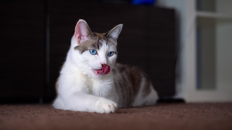 Primer plano de las lenguas de los gatos, que muestra las herramientas de aseo únicas y especializadas que poseen los gatos.