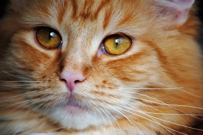 Imagen macro que captura los intrincados detalles de los bigotes de un gato, resaltando su notable longitud y sensibilidad.